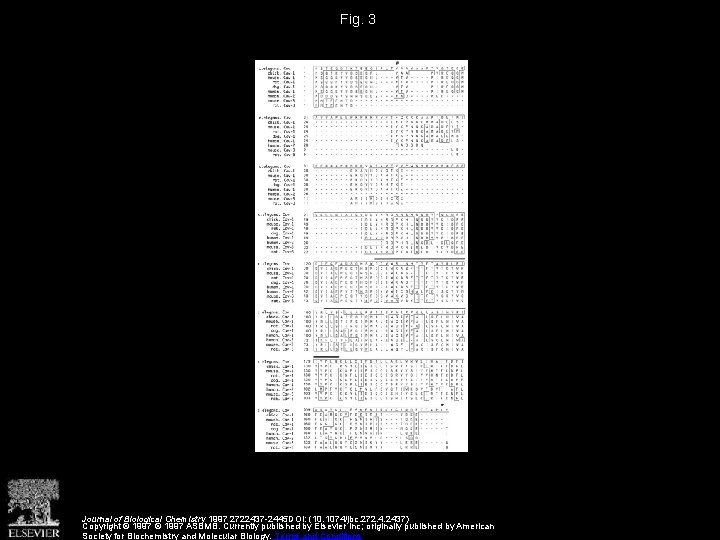 Fig. 3 Journal of Biological Chemistry 1997 2722437 -2445 DOI: (10. 1074/jbc. 272. 4.