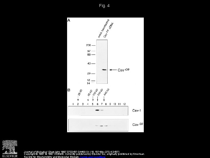 Fig. 4 Journal of Biological Chemistry 1997 2722437 -2445 DOI: (10. 1074/jbc. 272. 4.