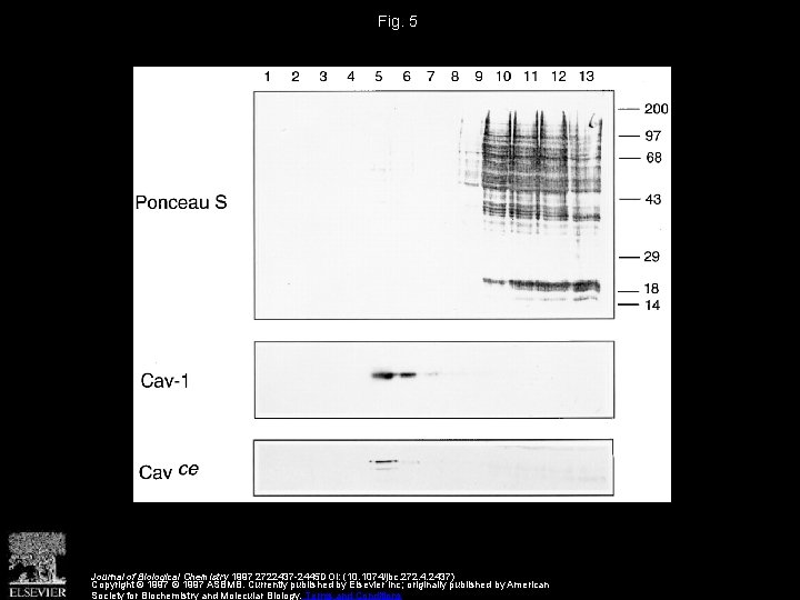 Fig. 5 Journal of Biological Chemistry 1997 2722437 -2445 DOI: (10. 1074/jbc. 272. 4.