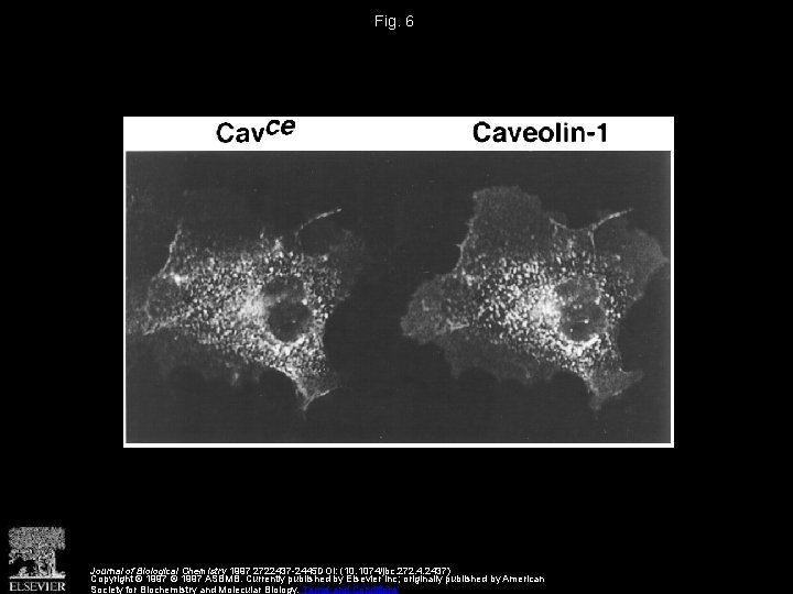 Fig. 6 Journal of Biological Chemistry 1997 2722437 -2445 DOI: (10. 1074/jbc. 272. 4.