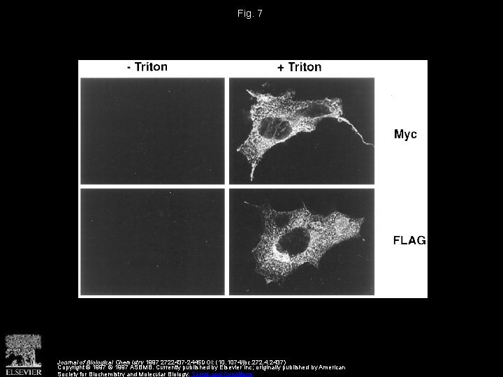 Fig. 7 Journal of Biological Chemistry 1997 2722437 -2445 DOI: (10. 1074/jbc. 272. 4.