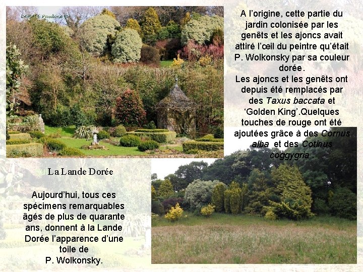 A l’origine, cette partie du jardin colonisée par les genêts et les ajoncs avait