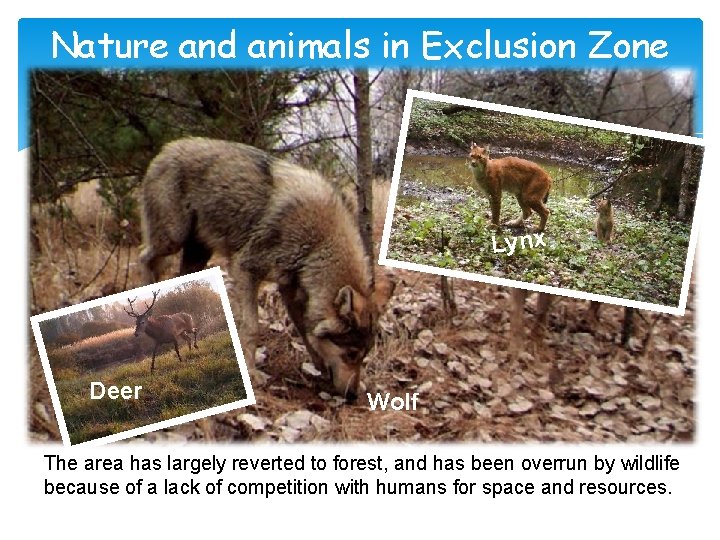 Nature and animals in Exclusion Zone Lynx Deer Wolf The area has largely reverted