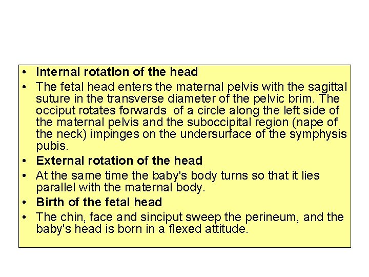  • Internal rotation of the head • The fetal head enters the maternal