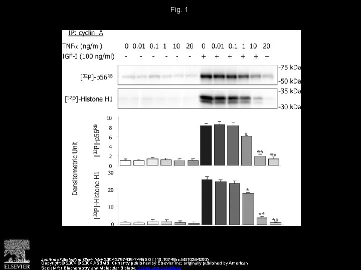 Fig. 1 Journal of Biological Chemistry 2004 2797438 -7446 DOI: (10. 1074/jbc. M 310264200)