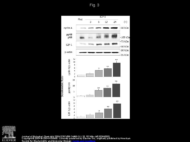 Fig. 3 Journal of Biological Chemistry 2004 2797438 -7446 DOI: (10. 1074/jbc. M 310264200)