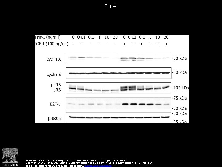 Fig. 4 Journal of Biological Chemistry 2004 2797438 -7446 DOI: (10. 1074/jbc. M 310264200)
