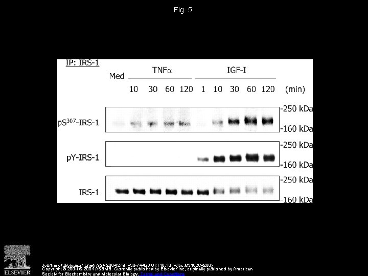Fig. 5 Journal of Biological Chemistry 2004 2797438 -7446 DOI: (10. 1074/jbc. M 310264200)