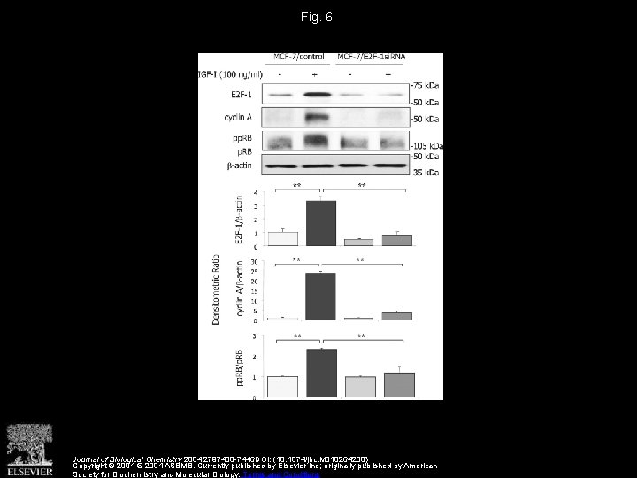 Fig. 6 Journal of Biological Chemistry 2004 2797438 -7446 DOI: (10. 1074/jbc. M 310264200)