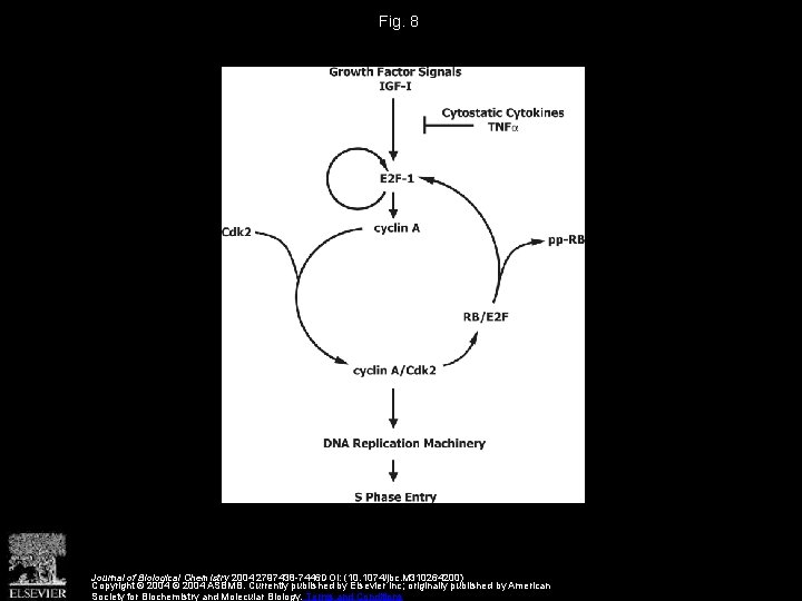 Fig. 8 Journal of Biological Chemistry 2004 2797438 -7446 DOI: (10. 1074/jbc. M 310264200)