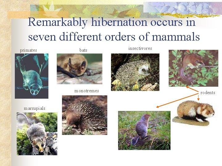 Remarkably hibernation occurs in seven different orders of mammals primates bats monotremes marsupials insectivores