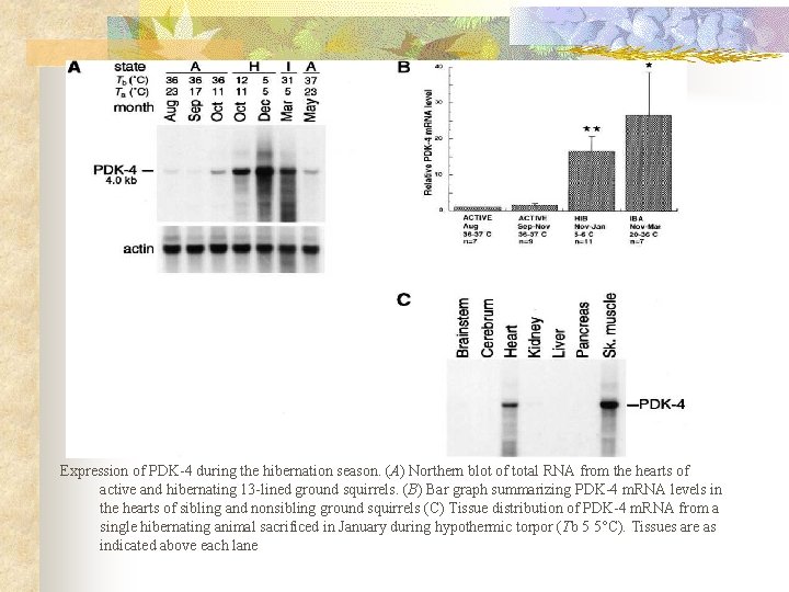 Expression of PDK-4 during the hibernation season. (A) Northern blot of total RNA from