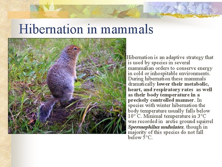 Hibernation in mammals Hibernation is an adaptive strategy that is used by species in