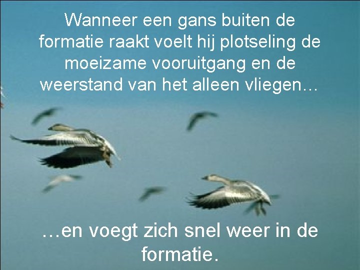 Wanneer een gans buiten de formatie raakt voelt hij plotseling de moeizame vooruitgang en