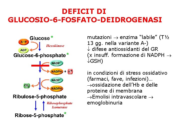 DEFICIT DI GLUCOSIO-6 -FOSFATO-DEIDROGENASI mutazioni enzima “labile” (T½ 13 gg. nella variante A-) difese