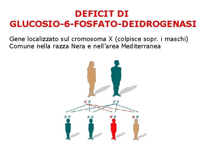 DEFICIT DI GLUCOSIO-6 -FOSFATO-DEIDROGENASI Gene localizzato sul cromosoma X (colpisce sopr. i maschi) Comune