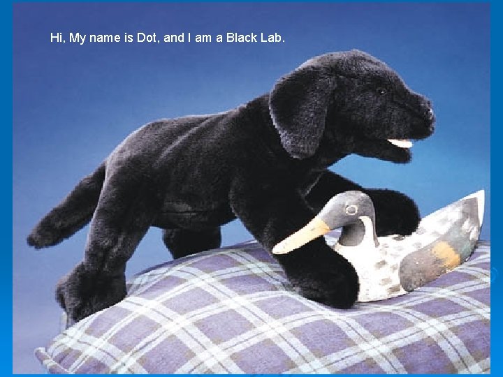Hi, My name is Dot, and I am a Black Lab. 