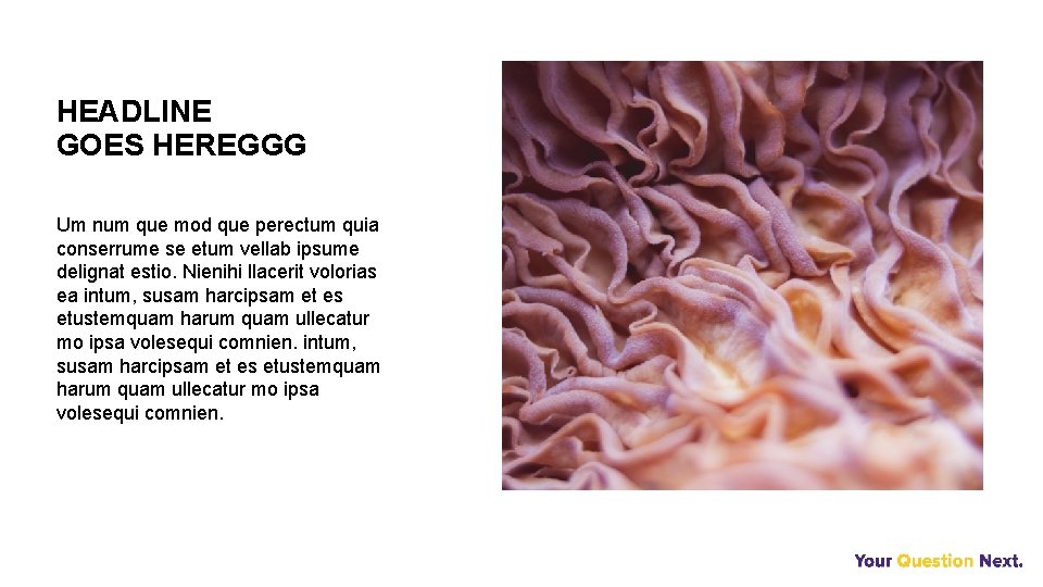 HEADLINE GOES HEREGGG Um num que mod que perectum quia conserrume se etum vellab