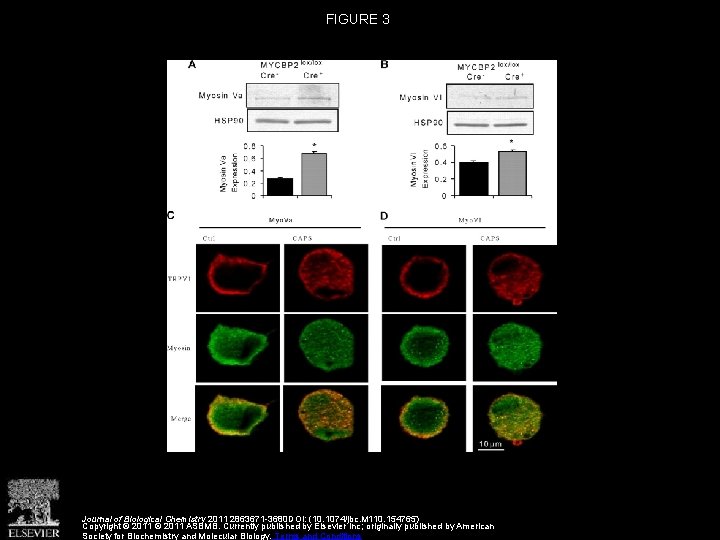 FIGURE 3 Journal of Biological Chemistry 2011 2863671 -3680 DOI: (10. 1074/jbc. M 110.