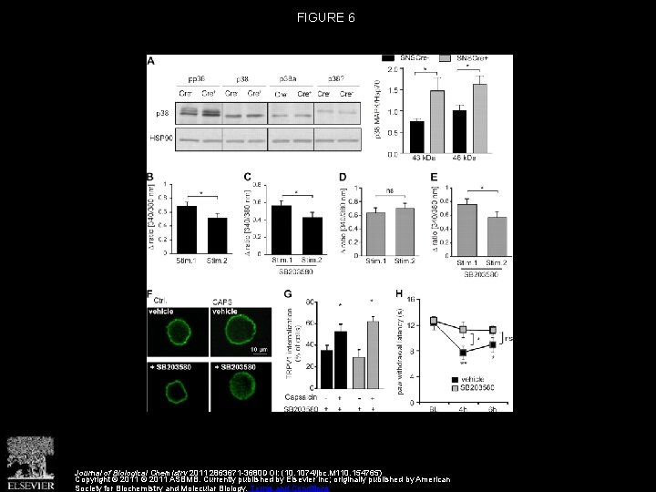 FIGURE 6 Journal of Biological Chemistry 2011 2863671 -3680 DOI: (10. 1074/jbc. M 110.