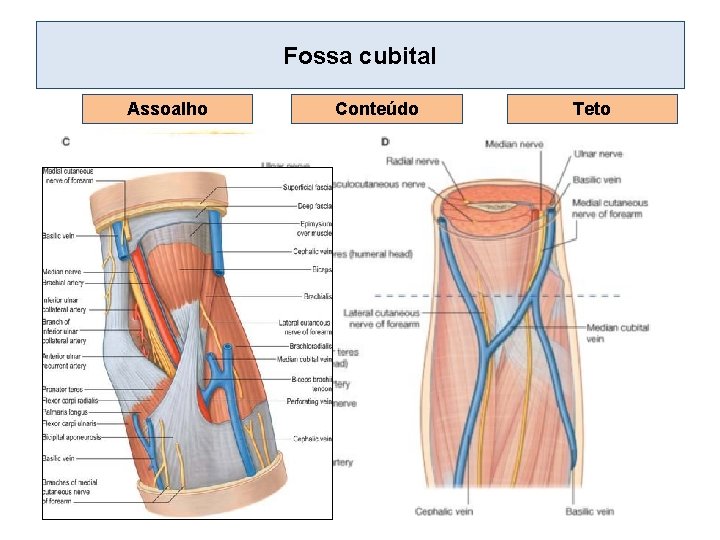 Fossa cubital Assoalho TAN Conteúdo Teto 