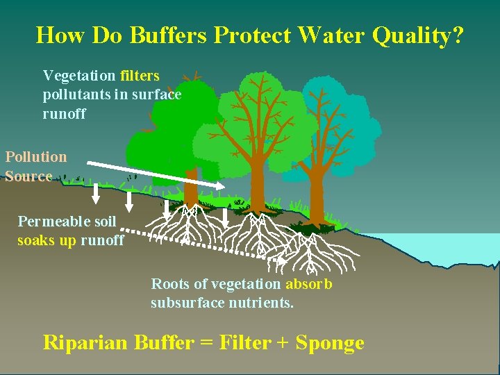 How Do Buffers Protect Water Quality? Vegetation filters pollutants in surface runoff Pollution Source