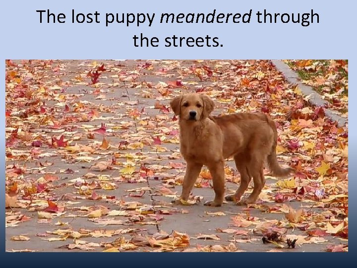 The lost puppy meandered through the streets. 