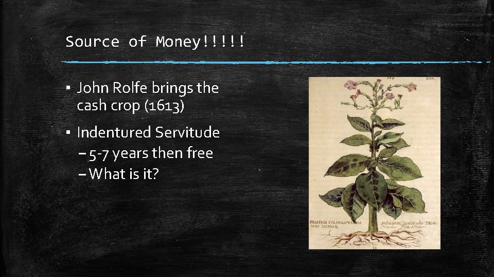 Source of Money!!!!! ▪ John Rolfe brings the cash crop (1613) ▪ Indentured Servitude