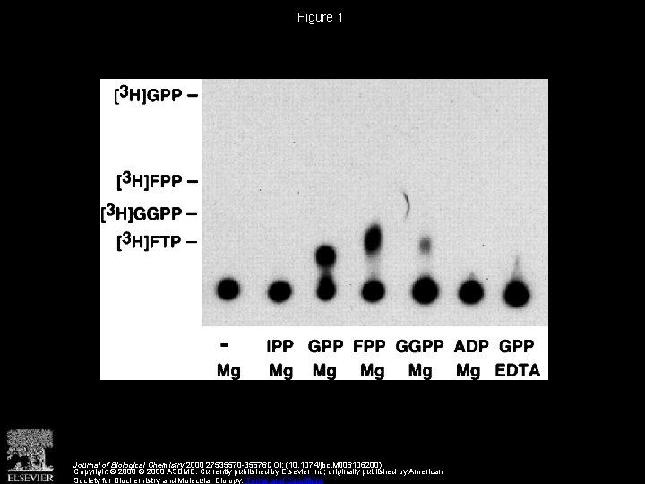 Figure 1 Journal of Biological Chemistry 2000 27535570 -35576 DOI: (10. 1074/jbc. M 006106200)