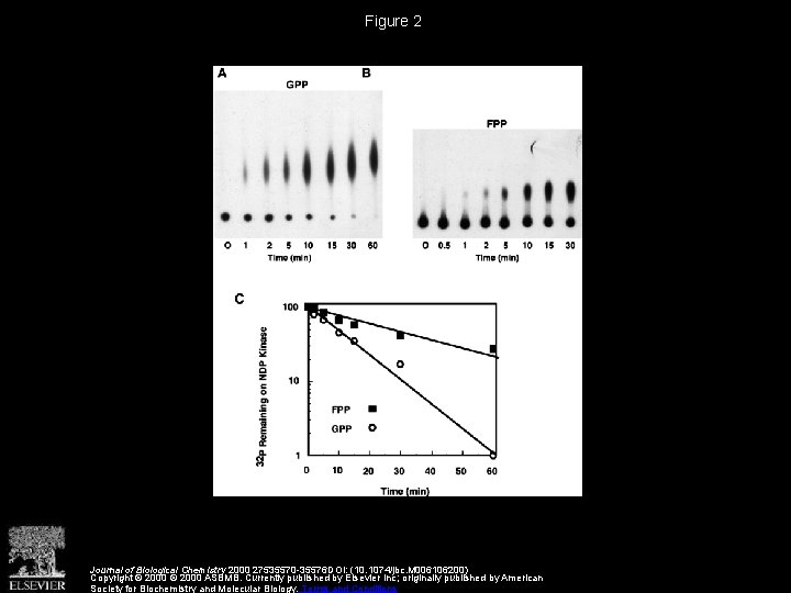 Figure 2 Journal of Biological Chemistry 2000 27535570 -35576 DOI: (10. 1074/jbc. M 006106200)