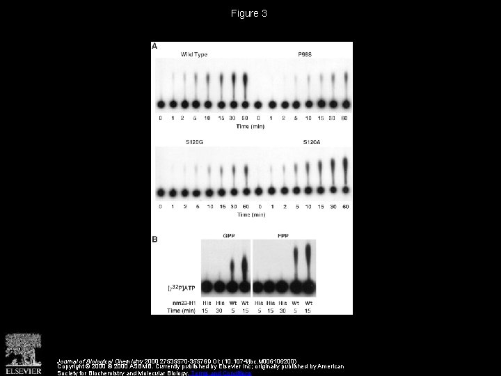 Figure 3 Journal of Biological Chemistry 2000 27535570 -35576 DOI: (10. 1074/jbc. M 006106200)