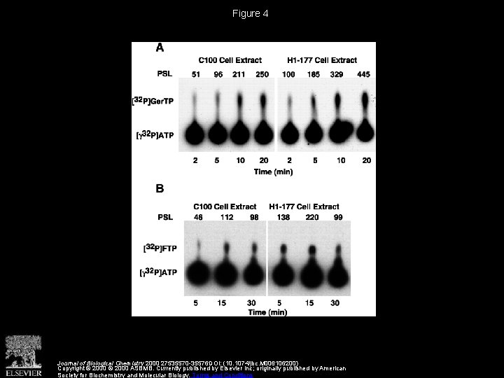 Figure 4 Journal of Biological Chemistry 2000 27535570 -35576 DOI: (10. 1074/jbc. M 006106200)