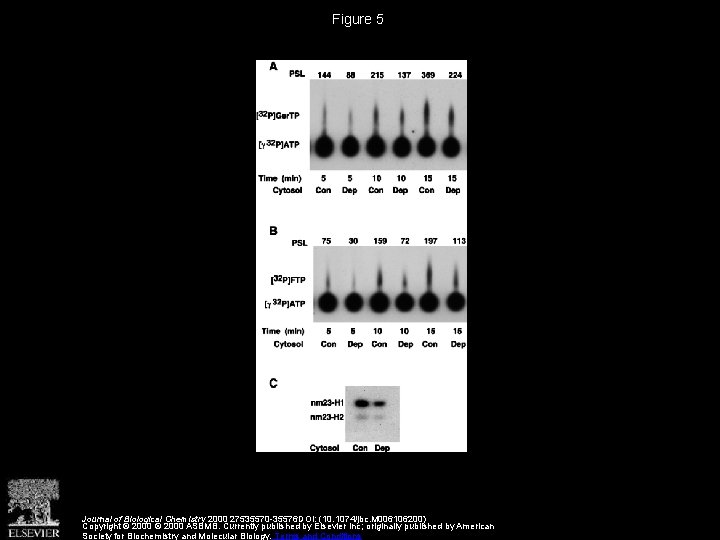 Figure 5 Journal of Biological Chemistry 2000 27535570 -35576 DOI: (10. 1074/jbc. M 006106200)