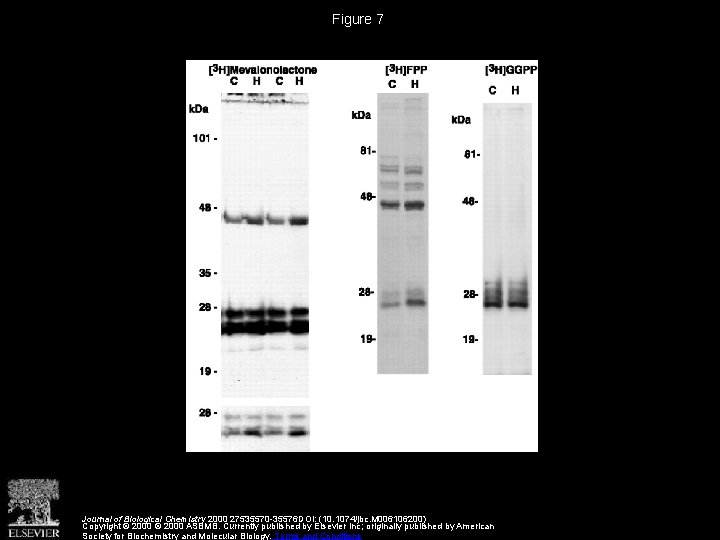 Figure 7 Journal of Biological Chemistry 2000 27535570 -35576 DOI: (10. 1074/jbc. M 006106200)