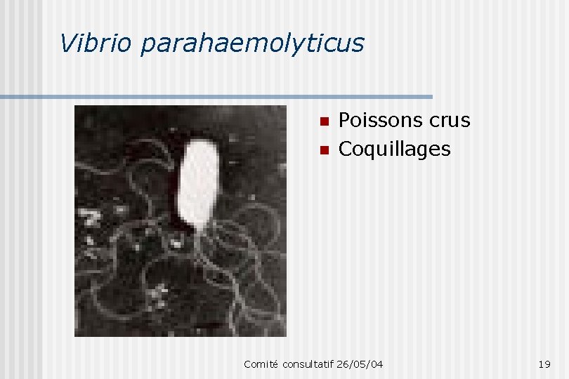 Vibrio parahaemolyticus n n Poissons crus Coquillages Comité consultatif 26/05/04 19 