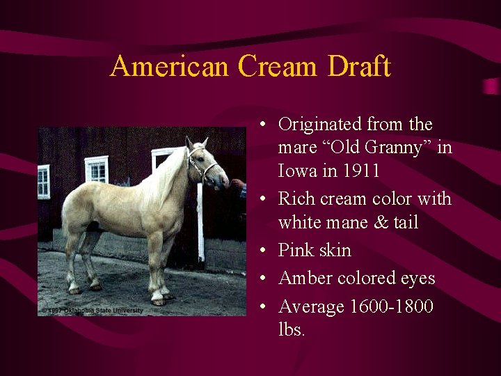 American Cream Draft • Originated from the mare “Old Granny” in Iowa in 1911