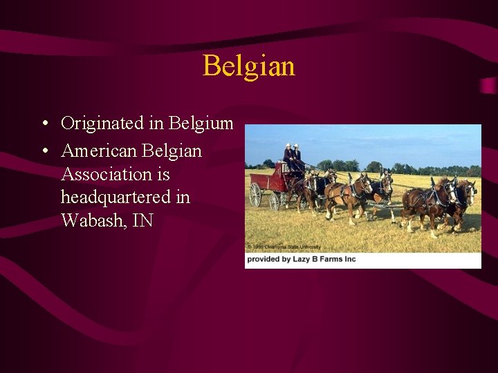 Belgian • Originated in Belgium • American Belgian Association is headquartered in Wabash, IN