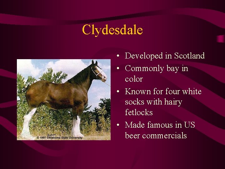 Clydesdale • Developed in Scotland • Commonly bay in color • Known for four