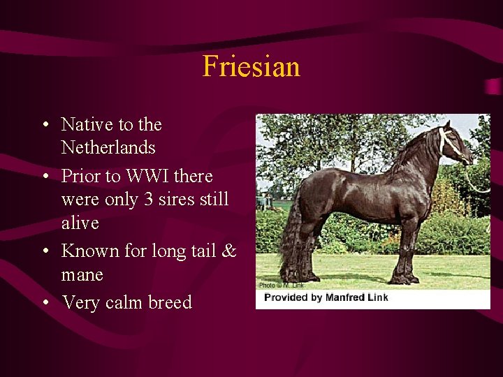 Friesian • Native to the Netherlands • Prior to WWI there were only 3