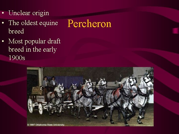  • Unclear origin • The oldest equine breed • Most popular draft breed