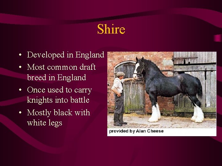 Shire • Developed in England • Most common draft breed in England • Once