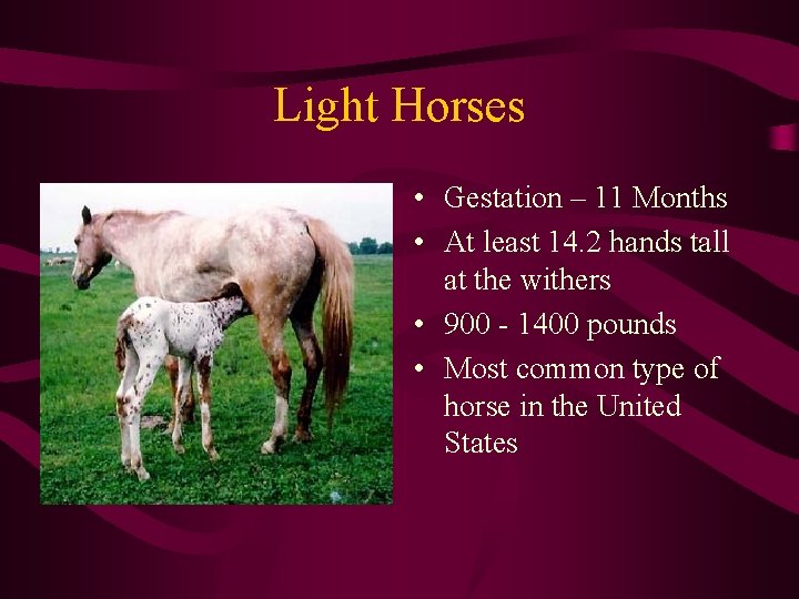 Light Horses • Gestation – 11 Months • At least 14. 2 hands tall