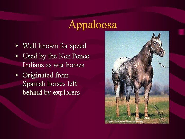 Appaloosa • Well known for speed • Used by the Nez Pence Indians as