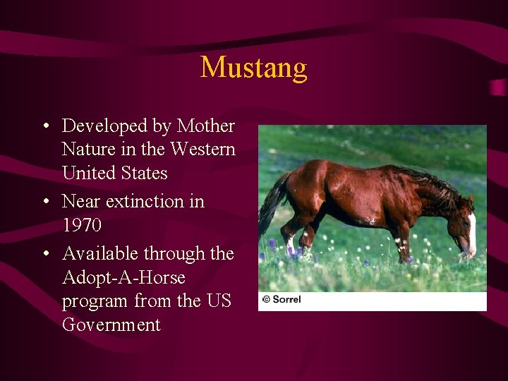 Mustang • Developed by Mother Nature in the Western United States • Near extinction