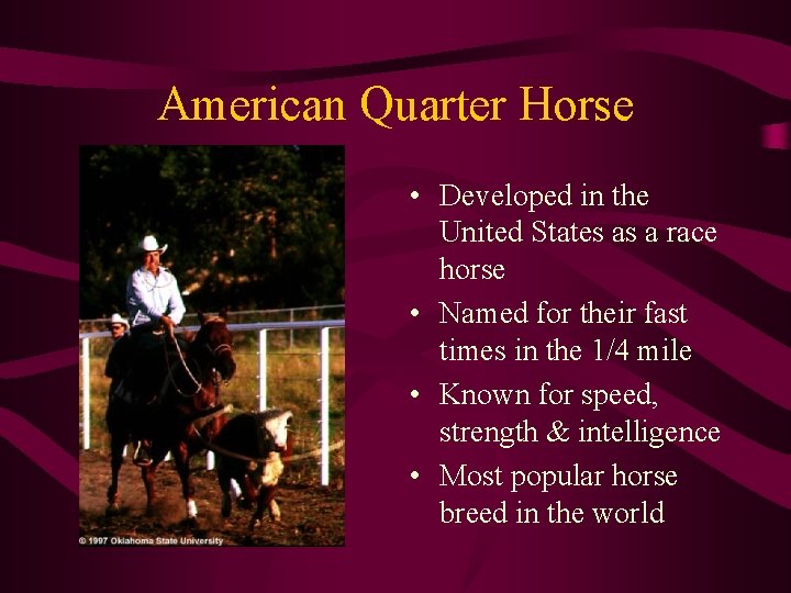 American Quarter Horse • Developed in the United States as a race horse •