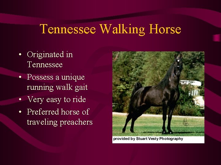 Tennessee Walking Horse • Originated in Tennessee • Possess a unique running walk gait