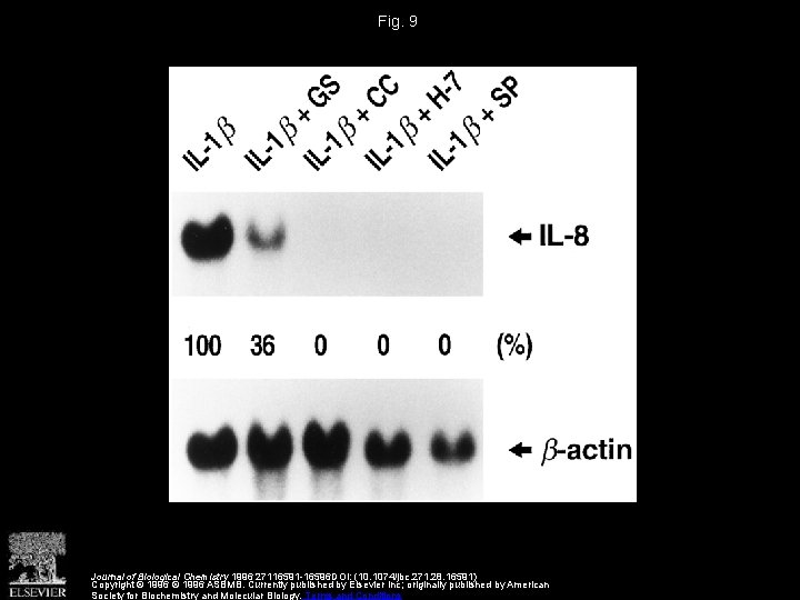 Fig. 9 Journal of Biological Chemistry 1996 27116591 -16596 DOI: (10. 1074/jbc. 271. 28.