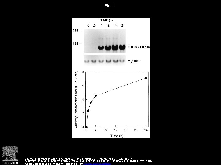 Fig. 1 Journal of Biological Chemistry 1996 27116591 -16596 DOI: (10. 1074/jbc. 271. 28.