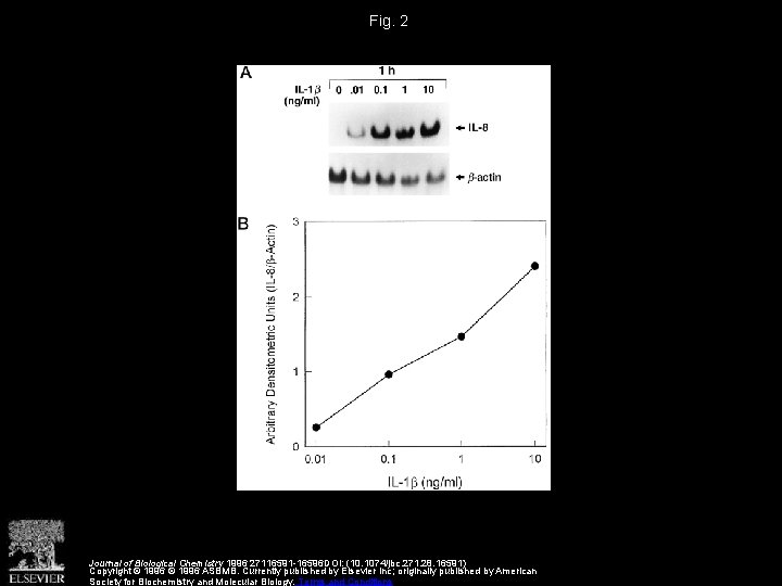 Fig. 2 Journal of Biological Chemistry 1996 27116591 -16596 DOI: (10. 1074/jbc. 271. 28.