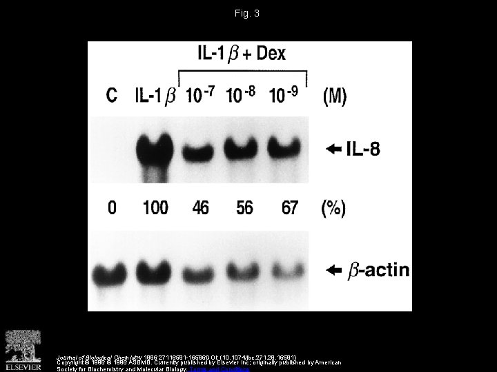 Fig. 3 Journal of Biological Chemistry 1996 27116591 -16596 DOI: (10. 1074/jbc. 271. 28.